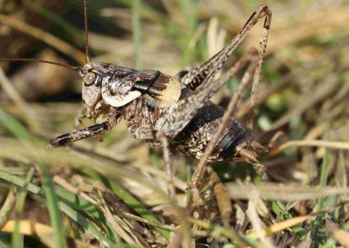 Réf. 192 873 : Antaxius sorrezensis